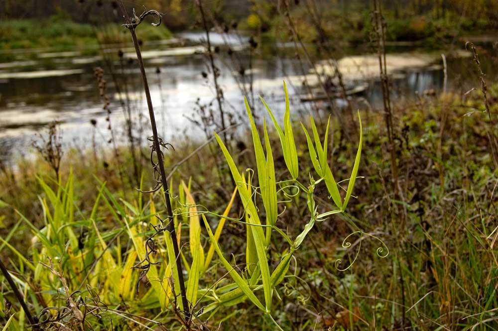 Image of Lathyrus sylvestris specimen.