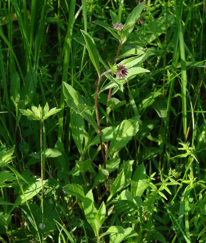 Image of Aster sibiricus specimen.