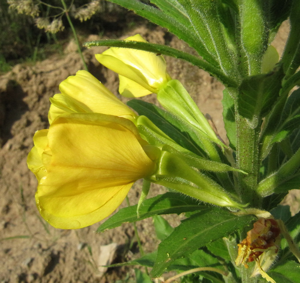 Изображение особи Oenothera rubricaulis.