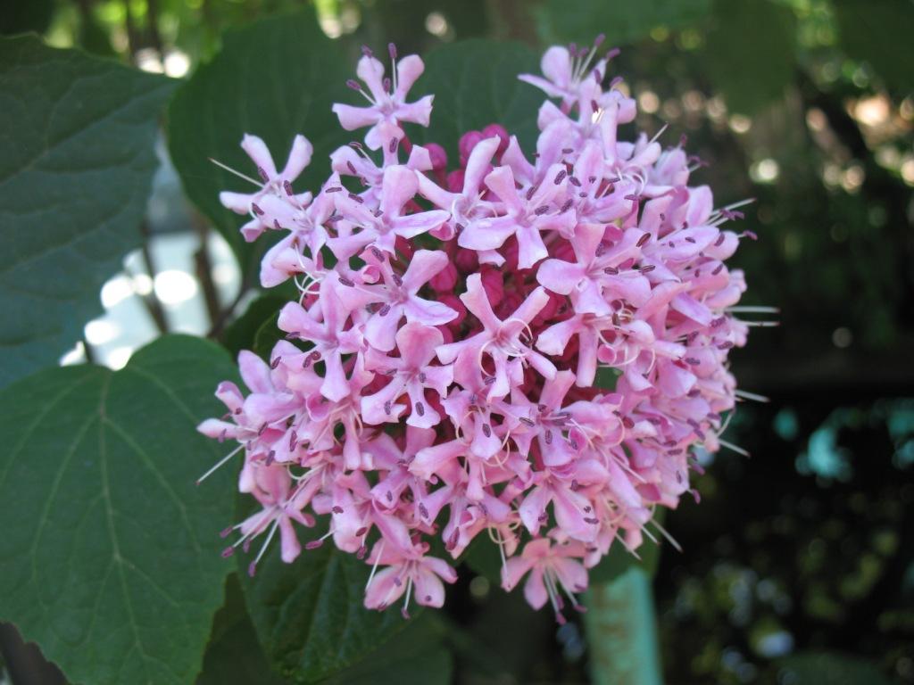 Image of Clerodendrum bungei specimen.