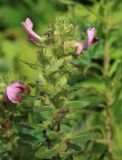 Pedicularis resupinata