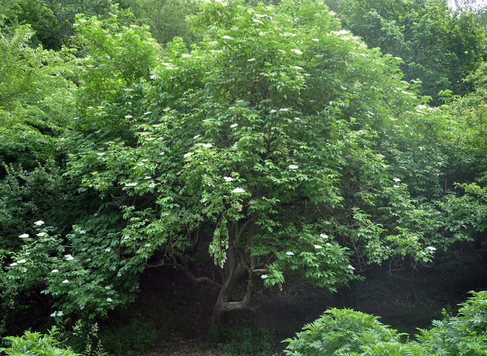 Image of Sambucus nigra specimen.