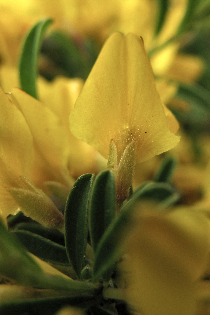 Изображение особи Genista pilosa.