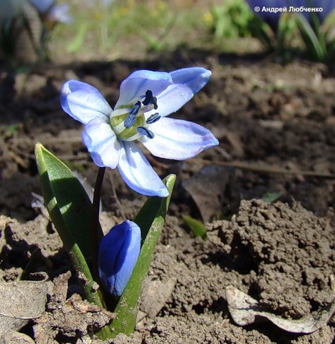 Изображение особи Scilla siberica.