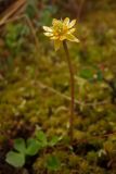 Ranunculus lapponicus. Цветущее растение в каплях дождя. Магаданская обл., Ольский р-н, бассейн р. Окса, заболоченный участок. 29.06.2012.