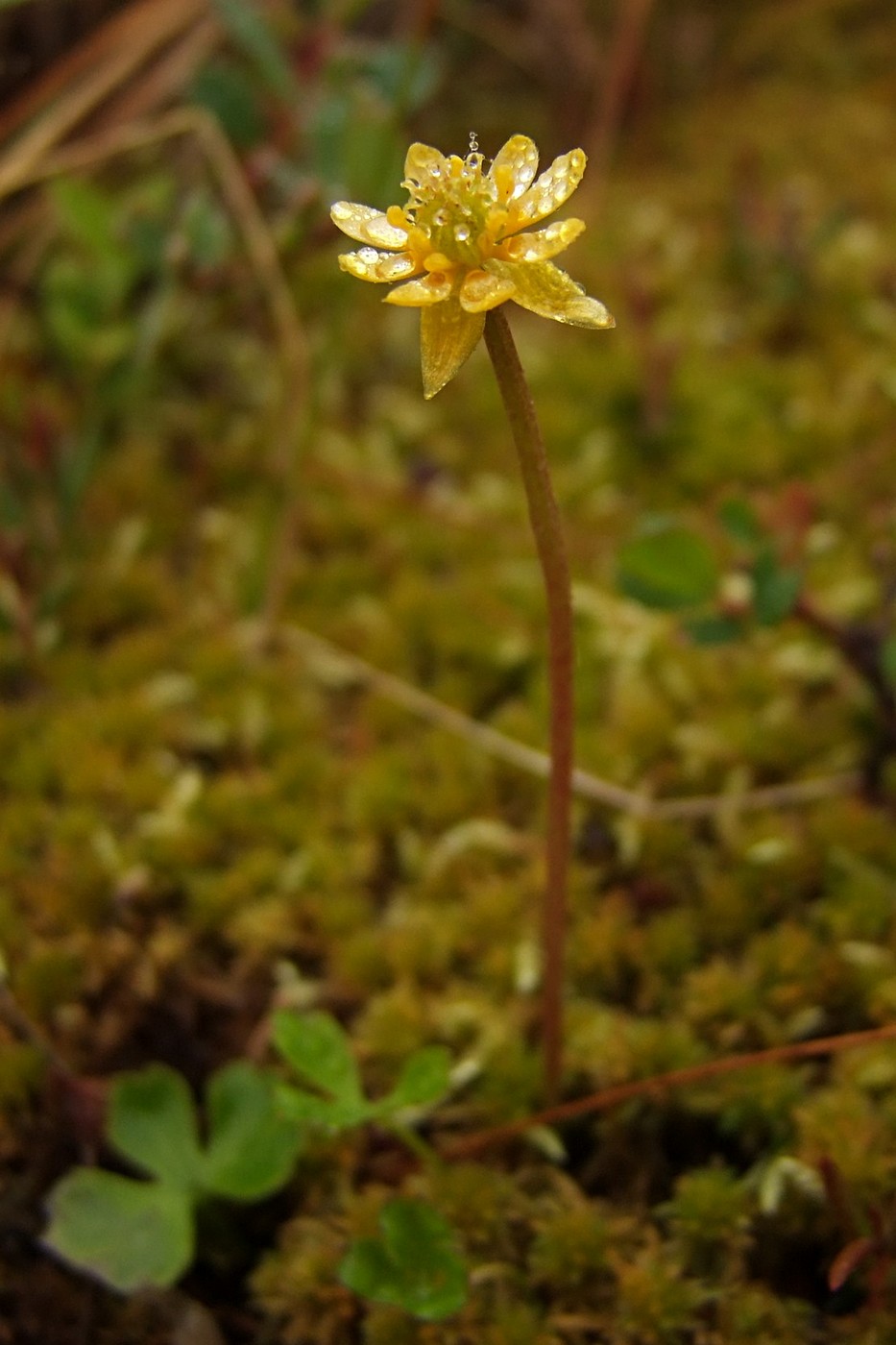 Изображение особи Ranunculus lapponicus.