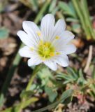 Dichodon cerastoides