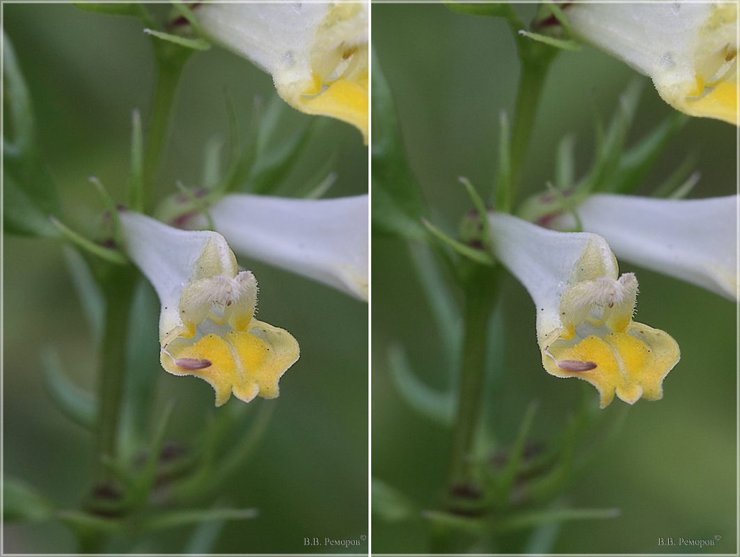 Image of Melampyrum pratense specimen.