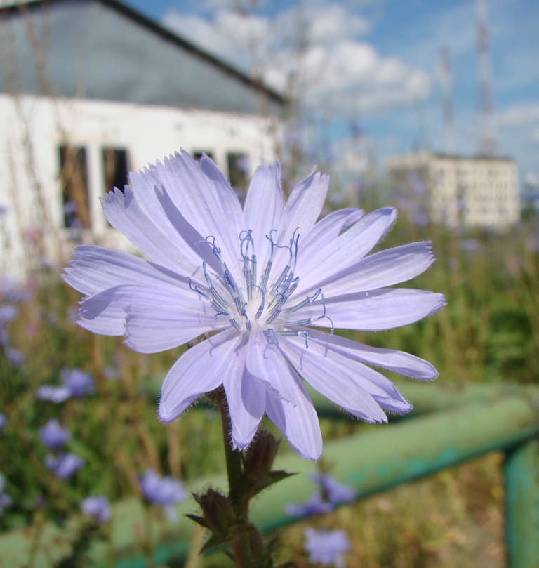 Image of Cichorium intybus specimen.