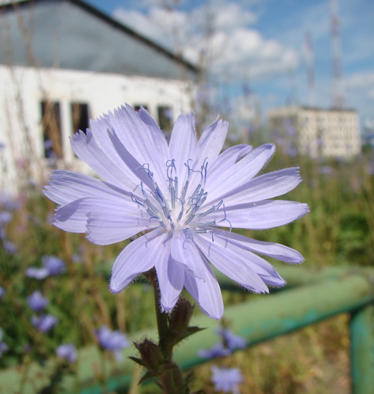 Изображение особи Cichorium intybus.