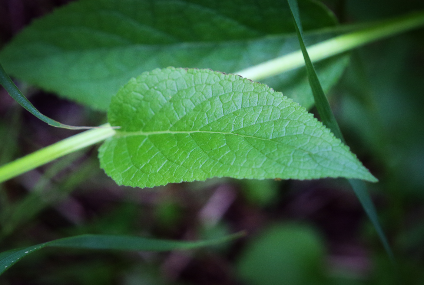 Изображение особи Verbascum nigrum.