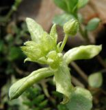 Stellaria neglecta