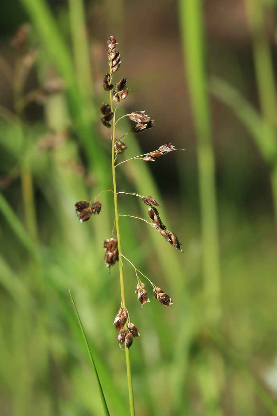 Изображение особи Hierochloe glabra.