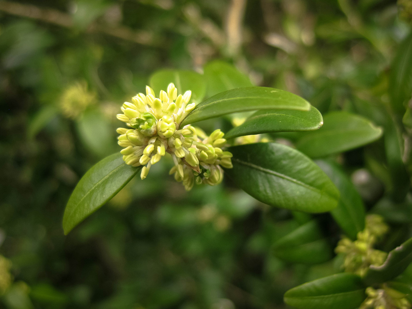 Image of Buxus colchica specimen.