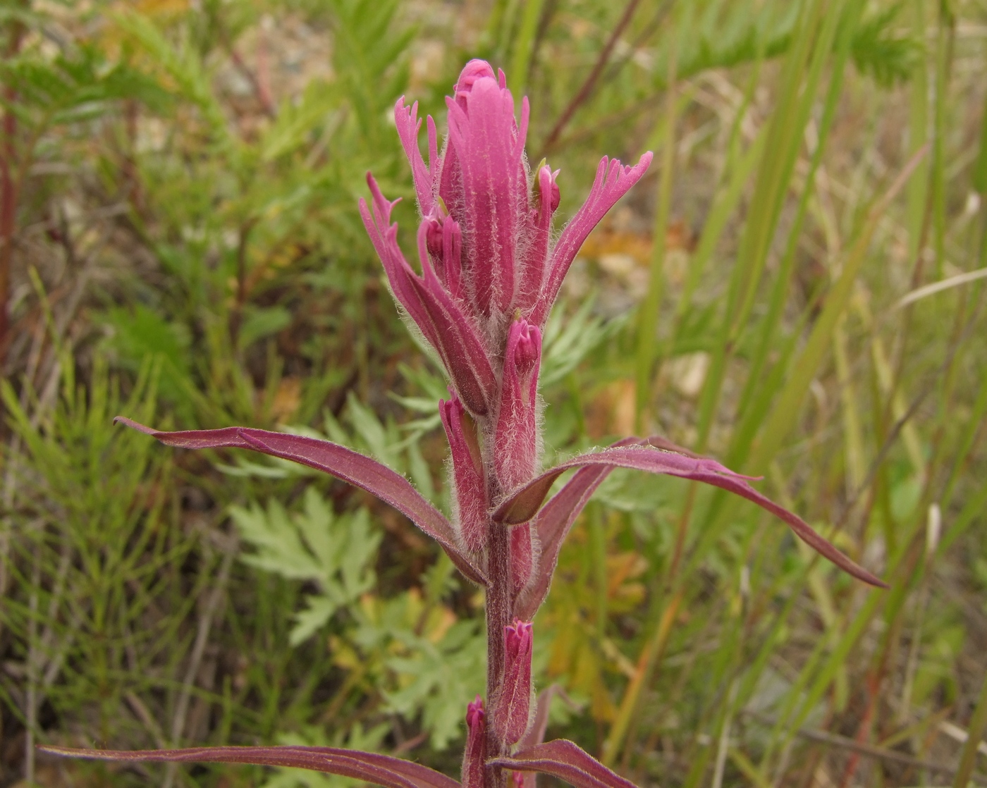 Image of Castilleja rubra specimen.