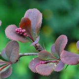 Berberis vulgaris