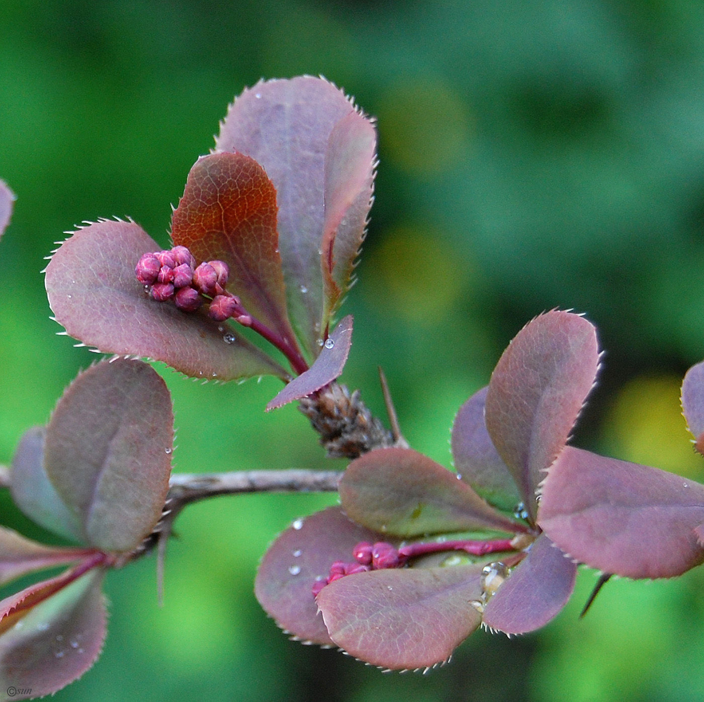 Image of Berberis vulgaris specimen.