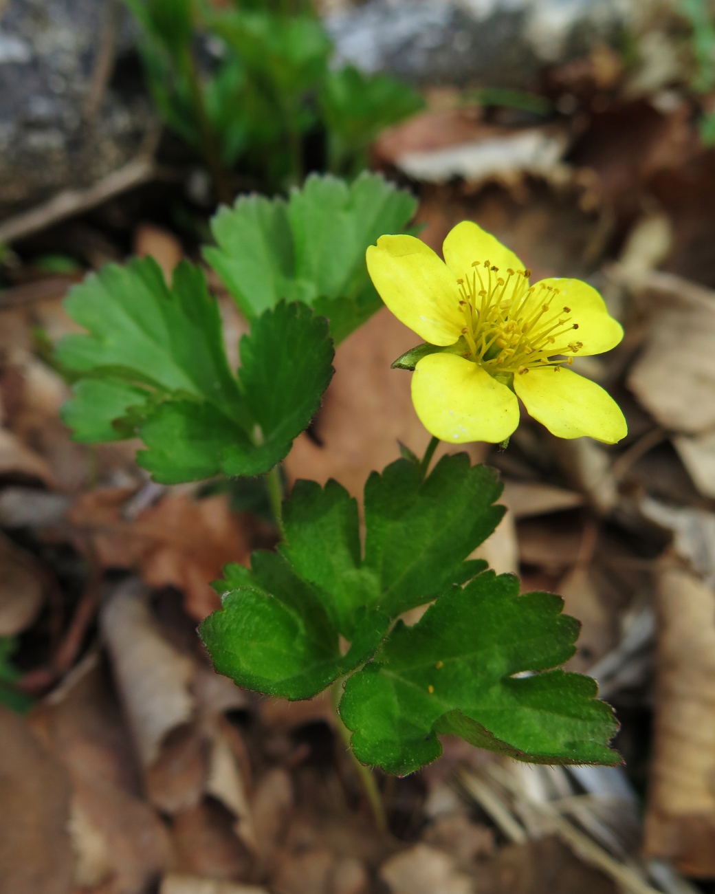 Изображение особи Waldsteinia ternata ssp. maximowicziana.