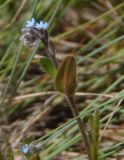 Myosotis micrantha. Верхушка цветущего растения. Украина, г. Запорожье, балка возле трассы на Васильевку, южнее Опытной станции, степь. 30.04.2017.