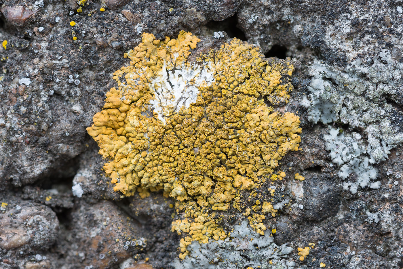 Изображение особи Caloplaca decipiens.