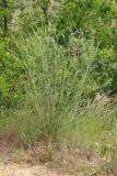 Onobrychis viciifolia