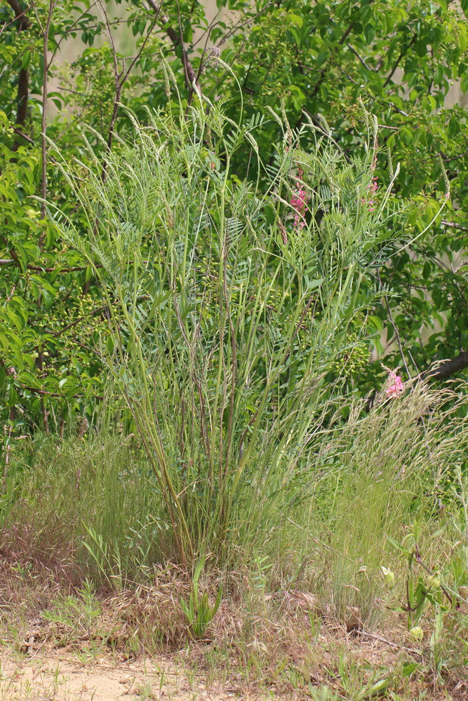 Image of Onobrychis viciifolia specimen.