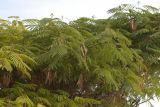 Albizia julibrissin