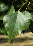 Populus nigra