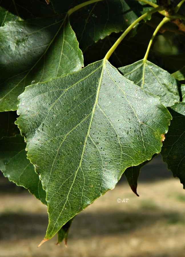 Изображение особи Populus nigra.