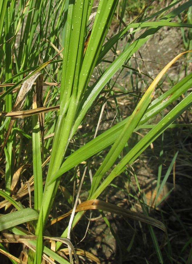 Изображение особи Carex otrubae.