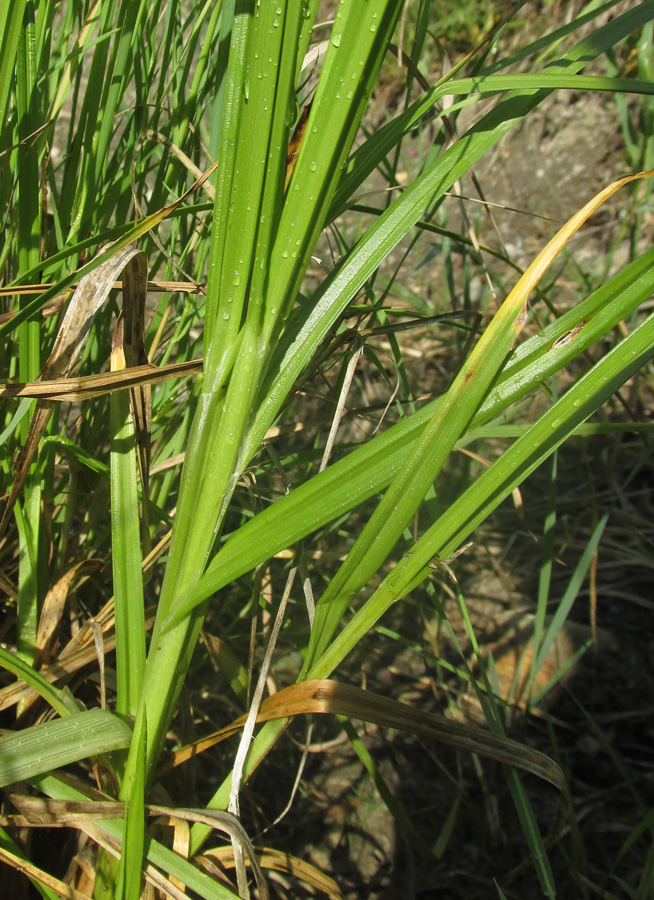 Image of Carex otrubae specimen.