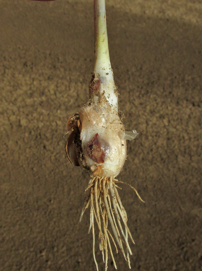 Image of Allium regelianum specimen.