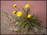 genus Taraxacum