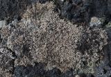 Sphaerophorus fragilis. Таллом на камне в лишайниково-моховой тундре на вершине сопки. Окр. Мурманска. 02.07.2017.