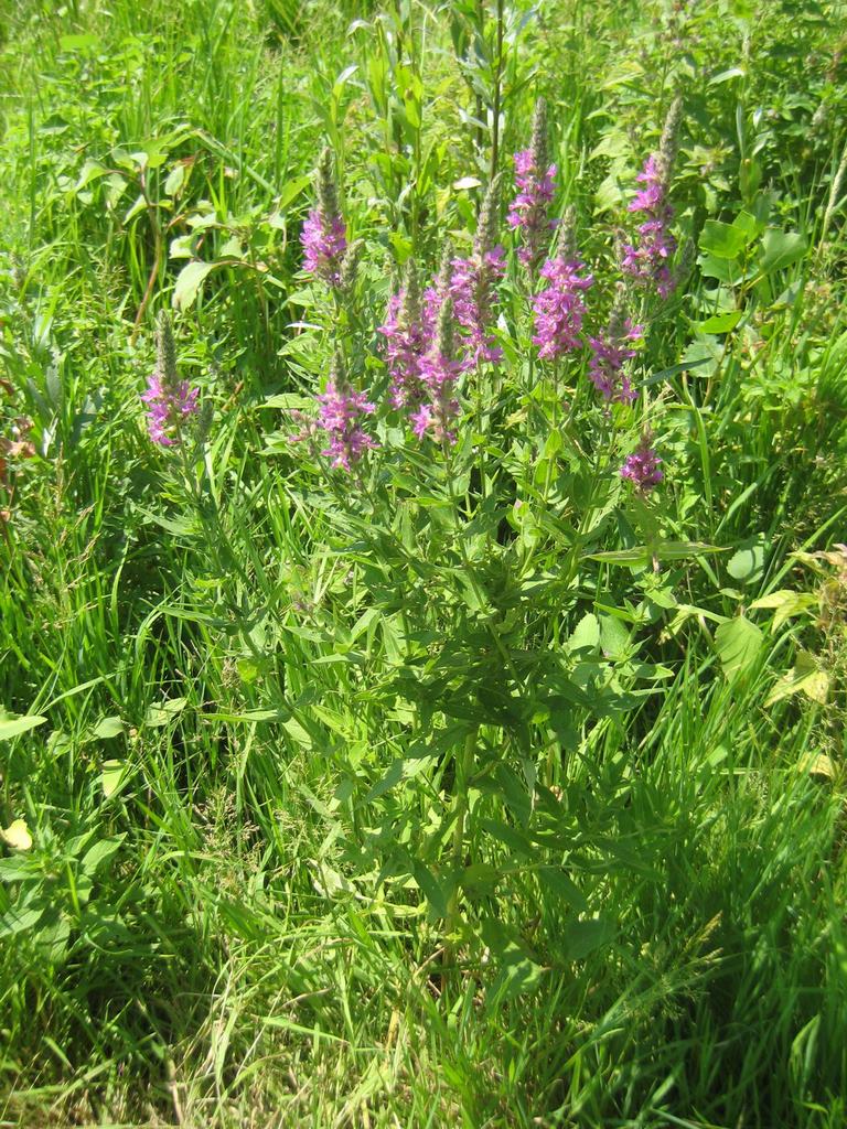 Image of Lythrum salicaria specimen.