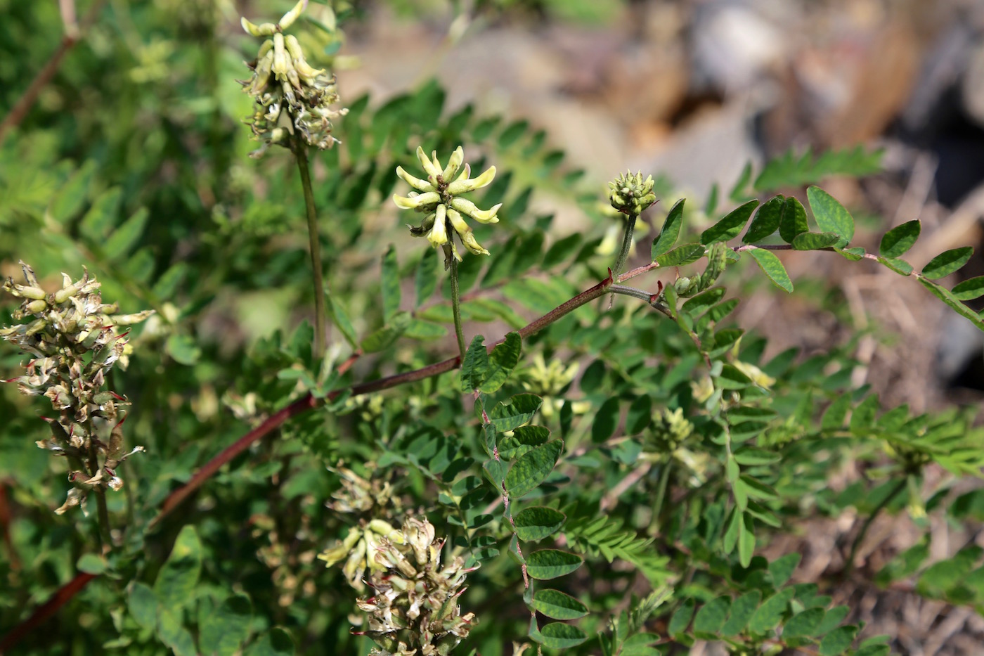 Image of Astragalus schelichowii specimen.