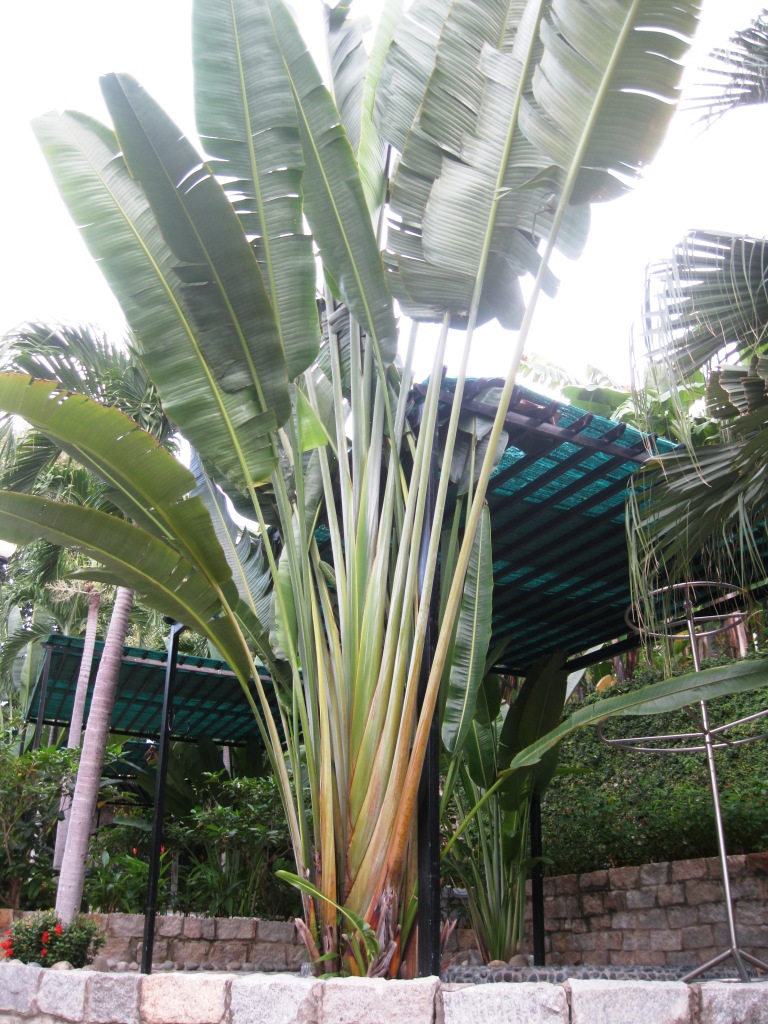 Изображение особи Ravenala madagascariensis.