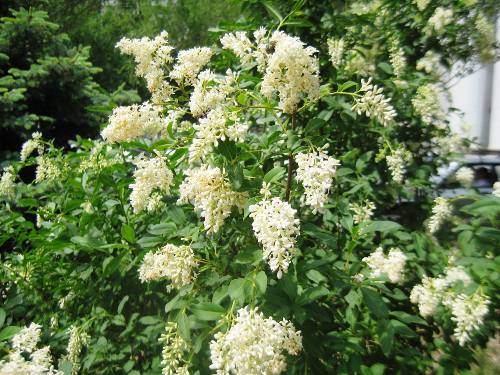 Image of Ligustrum vulgare specimen.