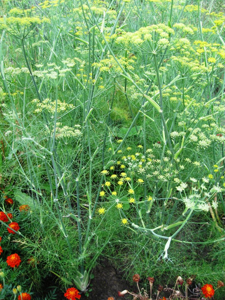 Image of Foeniculum vulgare specimen.