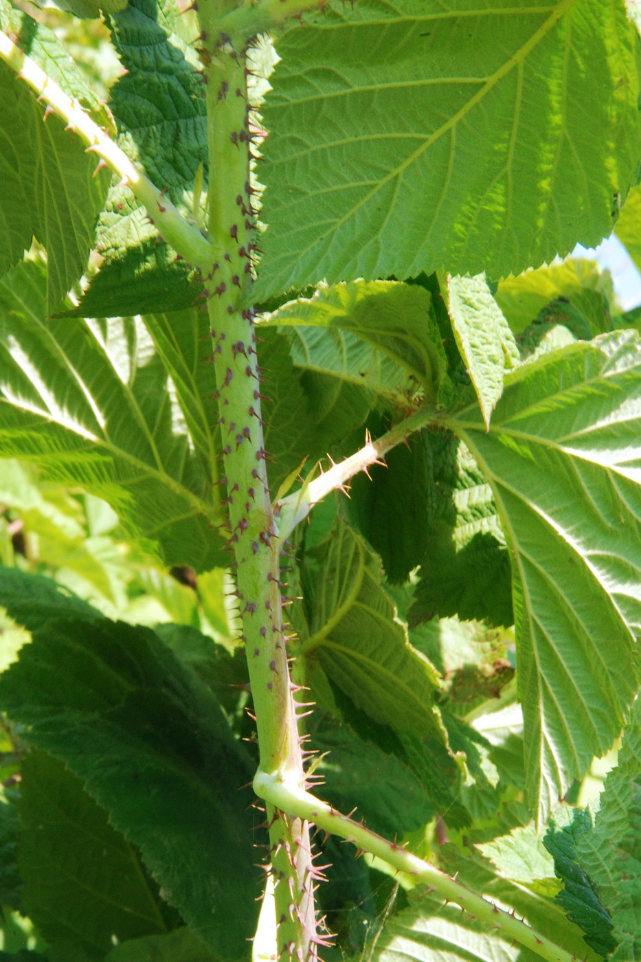 Image of Rubus × idaeoides specimen.
