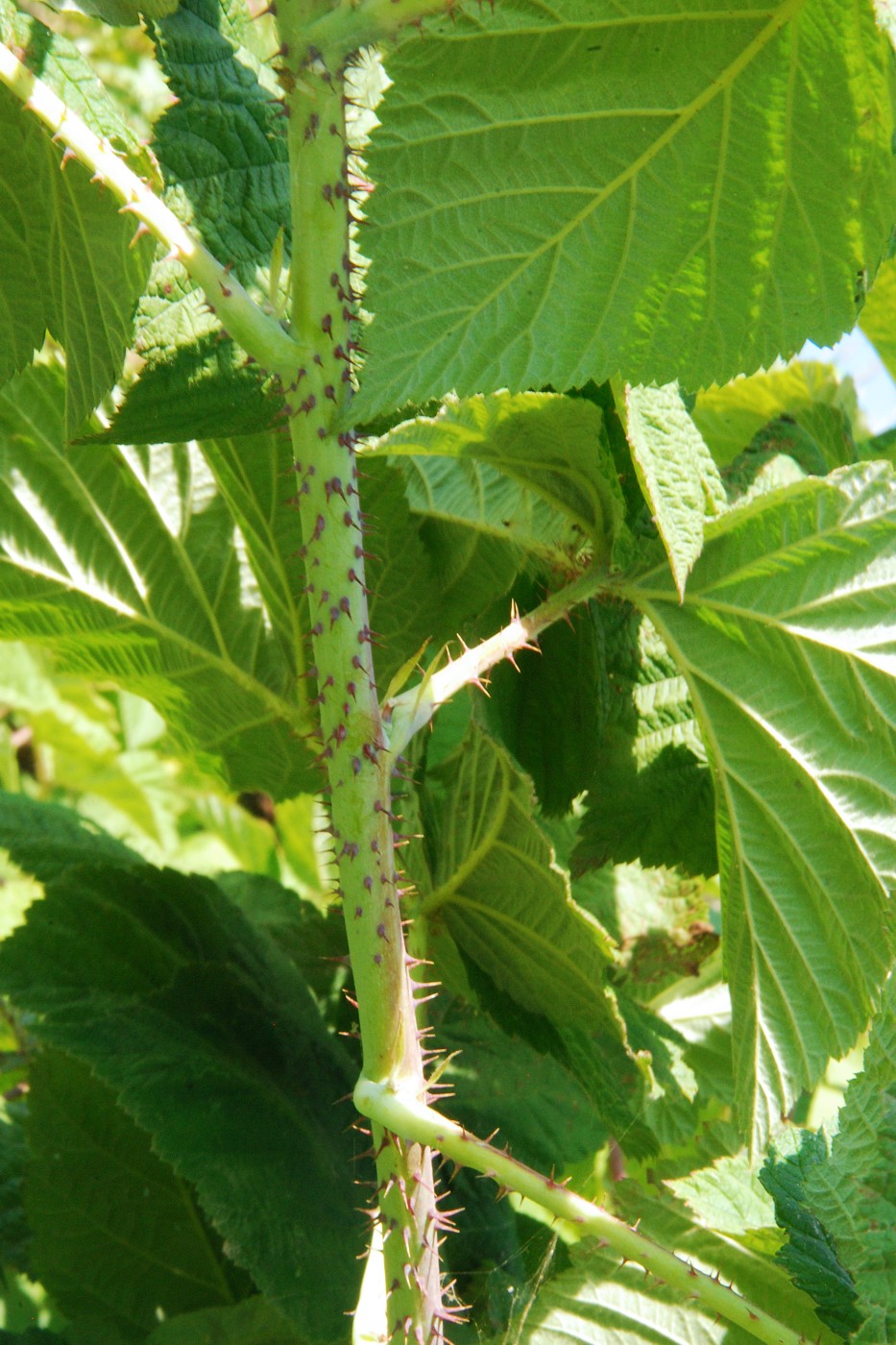 Image of Rubus &times; idaeoides specimen.