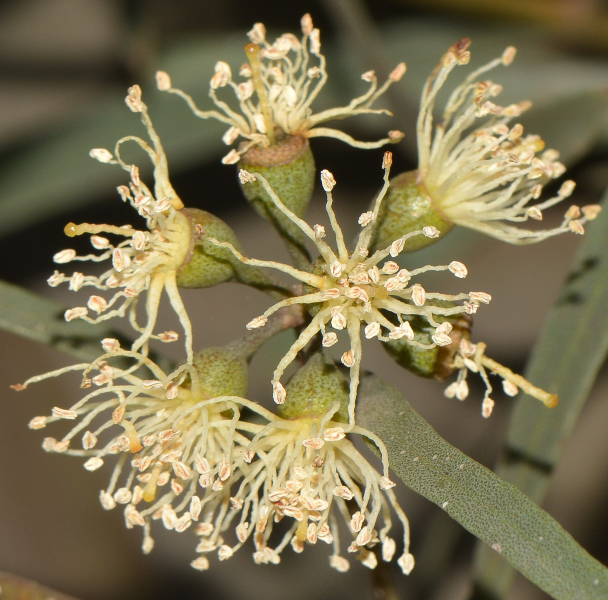 Изображение особи Eucalyptus spathulata.