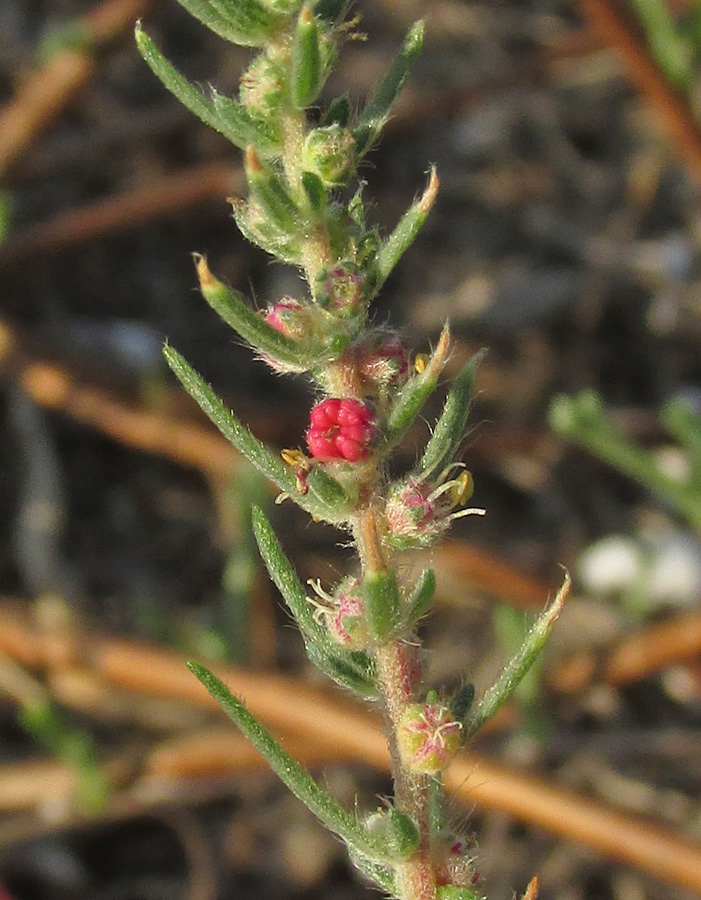 Изображение особи Bassia laniflora.