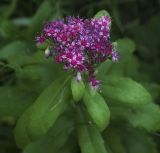 Hylotelephium triphyllum. Соцветие. Пермский край, г. Пермь, Кировский р-н, тенистый берег старицы. 02.09.2017.