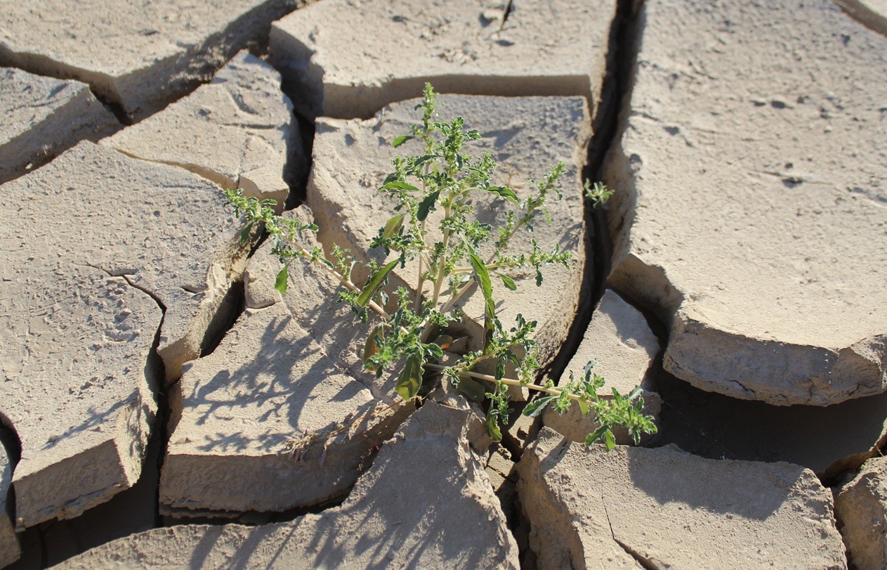 Image of Amaranthus albus specimen.