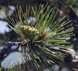 Pinus pallasiana