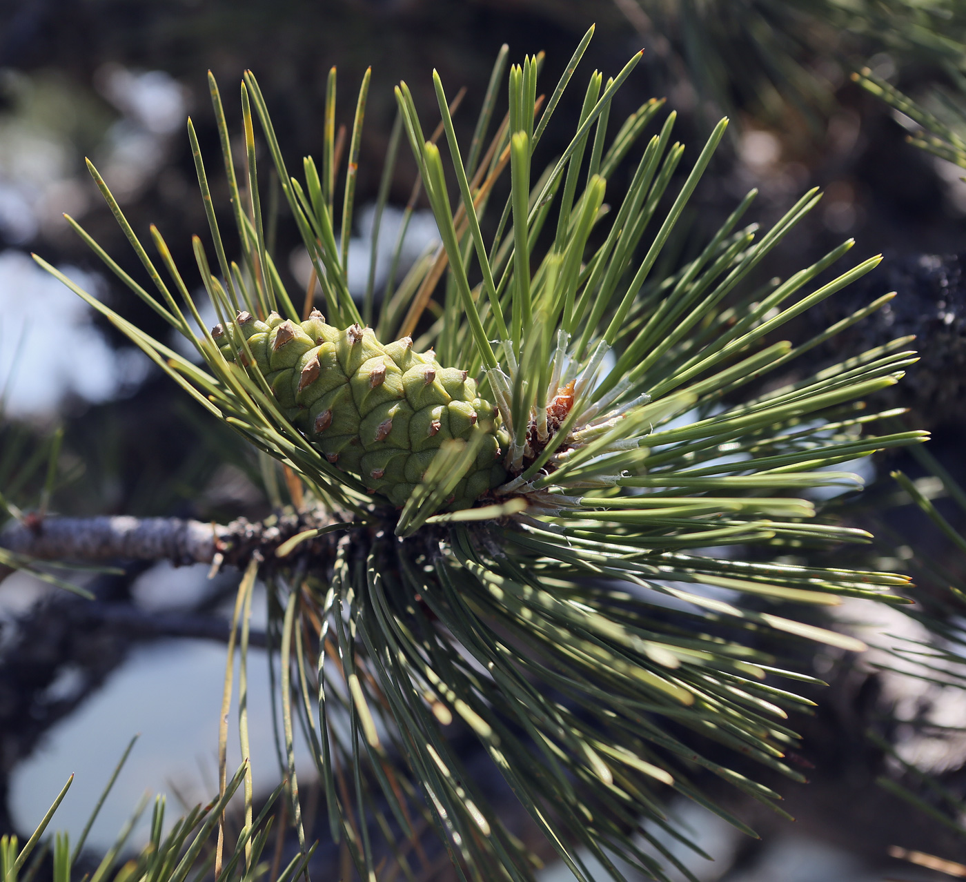 Изображение особи Pinus pallasiana.