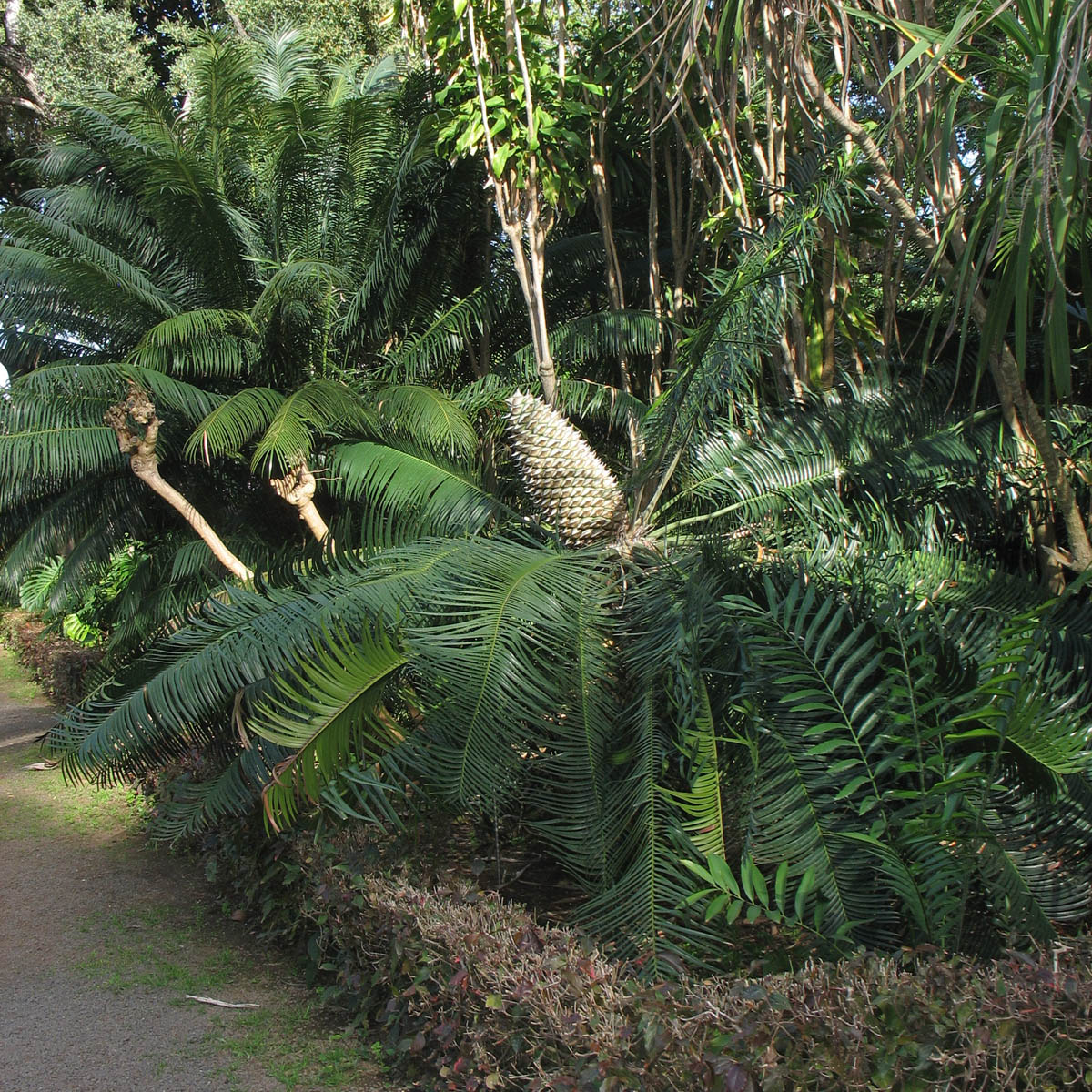 Image of Lepidozamia peroffskyana specimen.