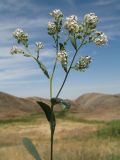 Lepidium latifolium. Верхушка цветущего и плодоносящего побега. Южный Казахстан, Сырдарьинский Каратау, горы Улькунбурултау, ≈ 700 м н.у.м., у солоноватого родника Карабастау. 22 августа 2017 г.