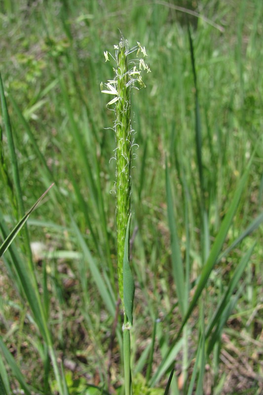 Image of Alopecurus myosuroides specimen.